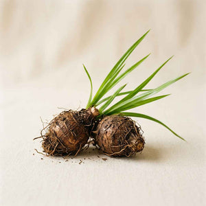 CYPERUS ROTUNDUS