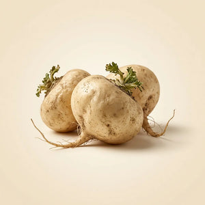 MACA